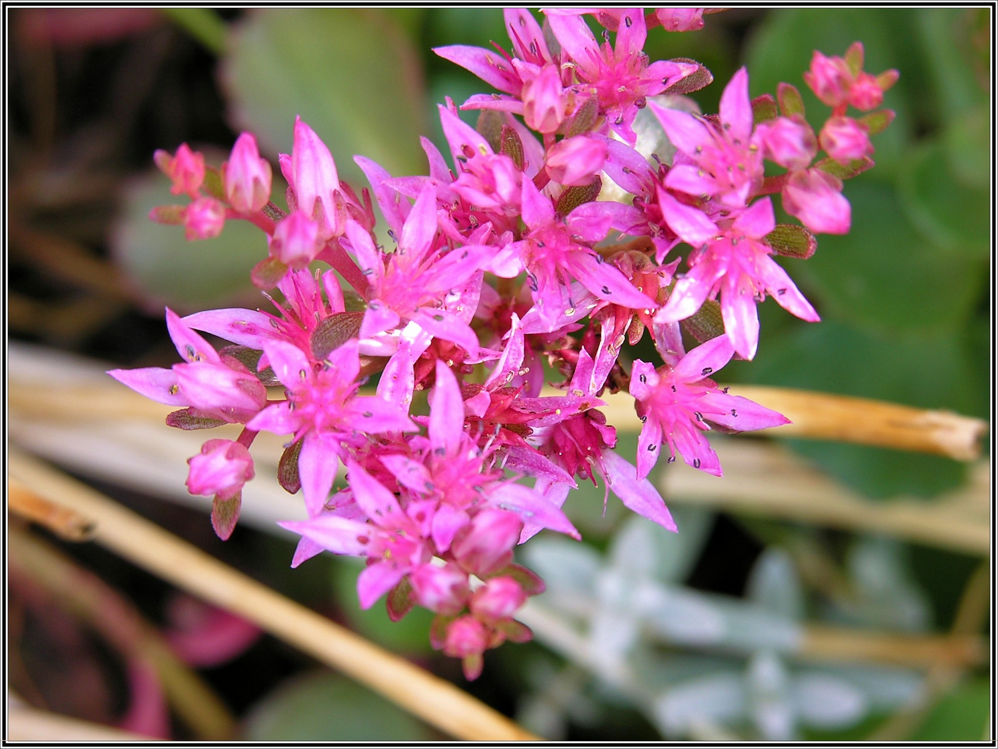 Fonds d'cran Nature Fleurs 