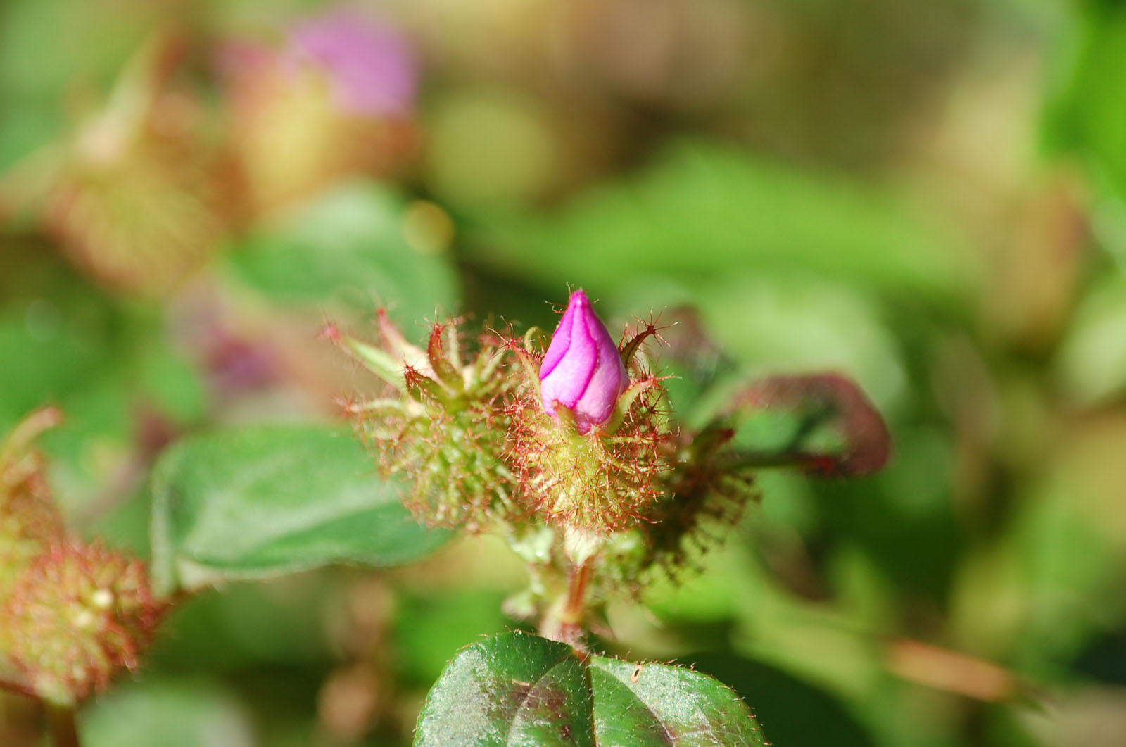 Fonds d'cran Nature Fleurs 