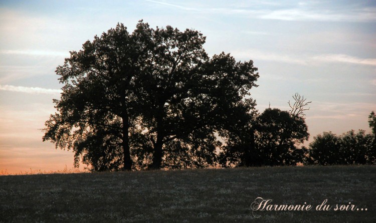 Wallpapers Nature Trees - Forests Harmonie du soir