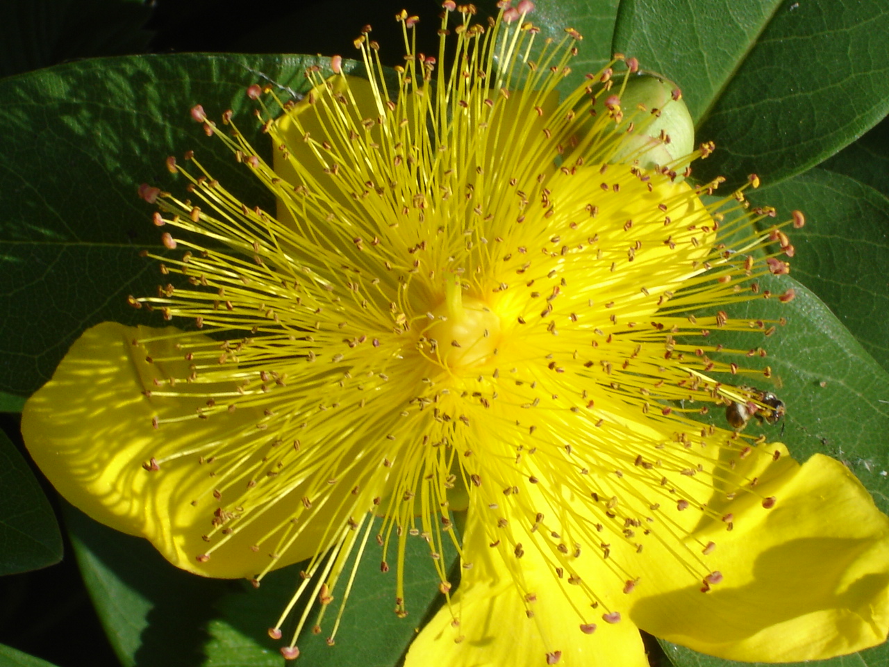 Fonds d'cran Nature Fleurs millepertuis