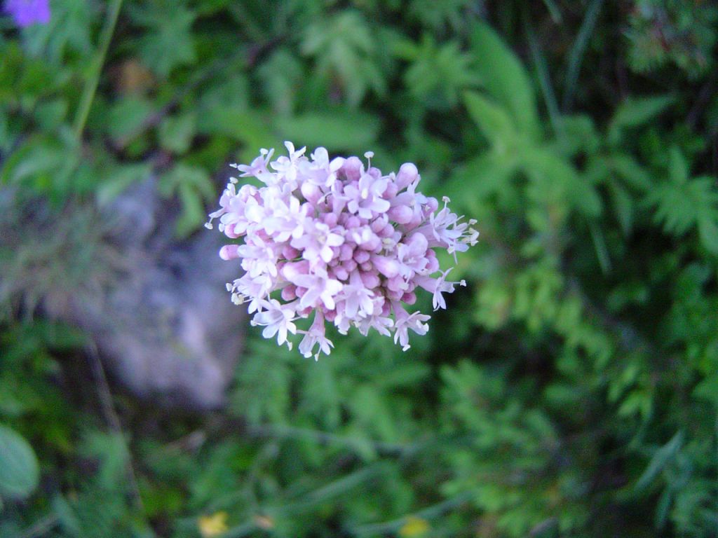 Fonds d'cran Nature Fleurs Fleur