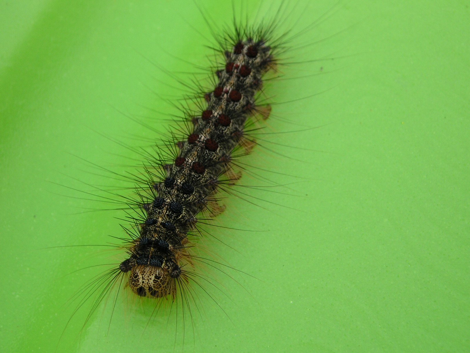 Wallpapers Animals Insects - Caterpillars 