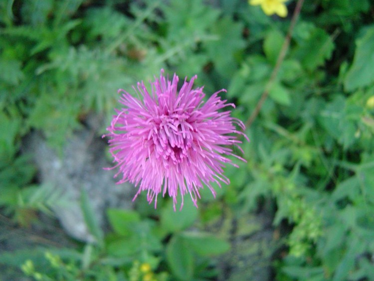 Fonds d'cran Nature Fleurs Fleur