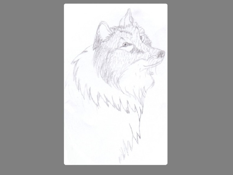 Fonds d'cran Art - Crayon Animaux - Loups loup