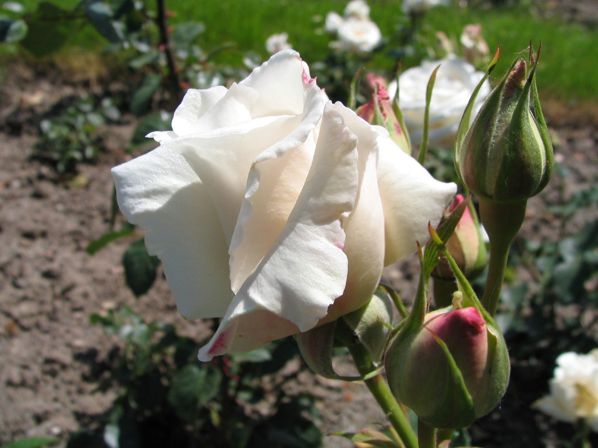 Fonds d'cran Nature Fleurs ROSERAIE DE SAVERNE