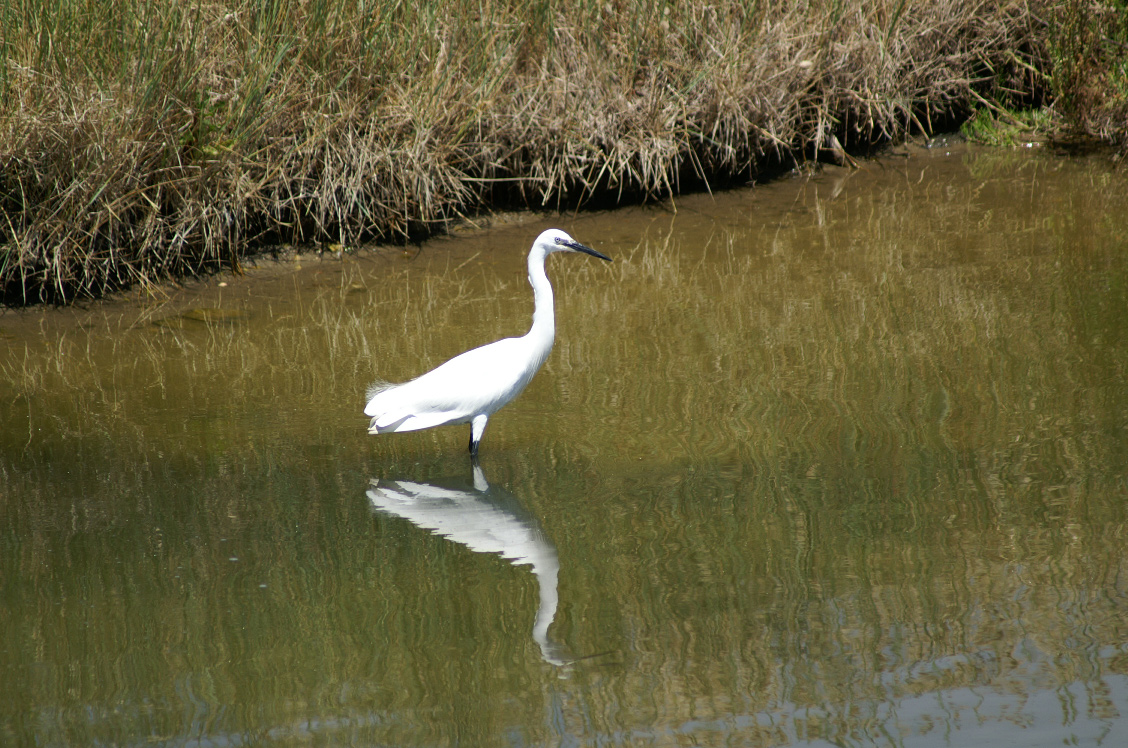 Fonds d'cran Animaux Oiseaux - Divers 