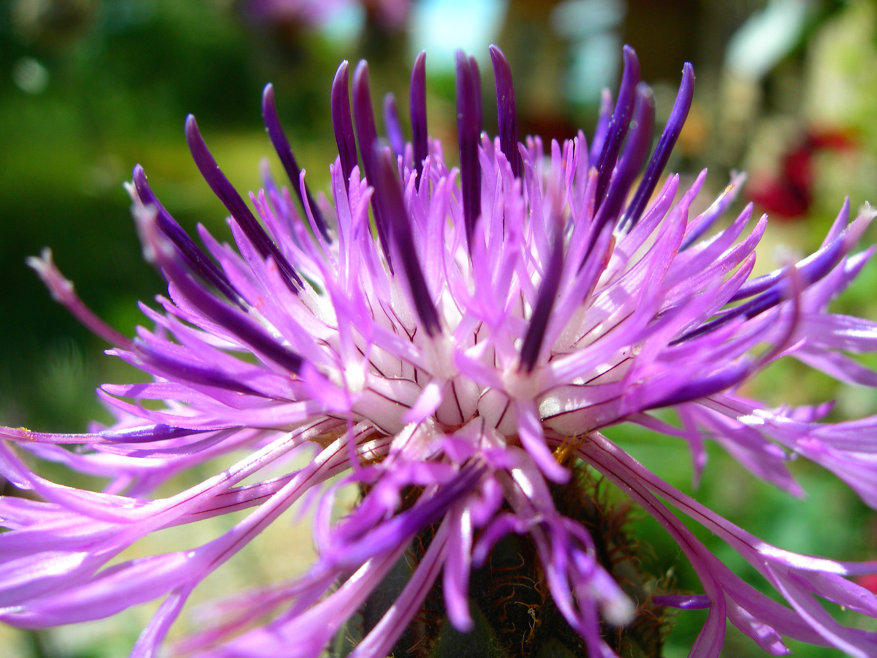 Fonds d'cran Nature Fleurs 