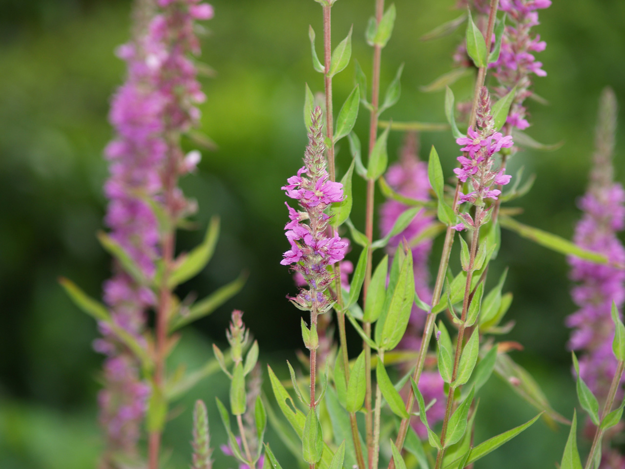 Wallpapers Nature Flowers Fleur de mon jardin