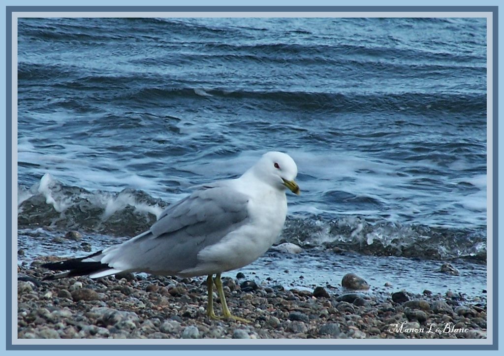 Wallpapers Animals Birds - Gulls 