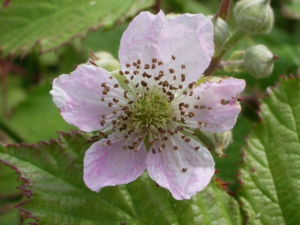 Fonds d'cran Nature Fleurs mure en fleur