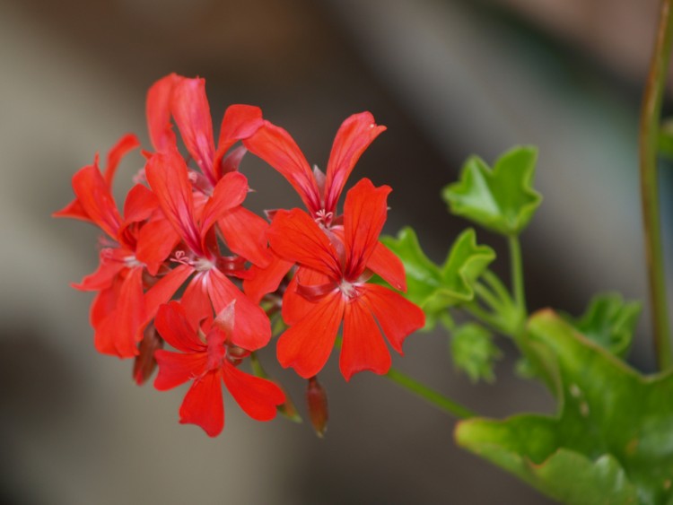 Wallpapers Nature Flowers Fleur de mon jardin