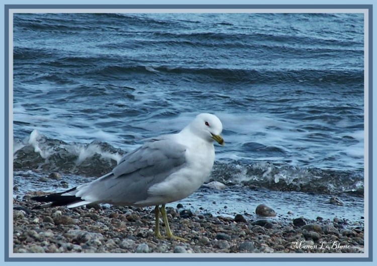 Wallpapers Animals Birds - Gulls Wallpaper N144265