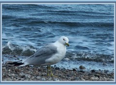 Fonds d'cran Animaux Image sans titre N144265