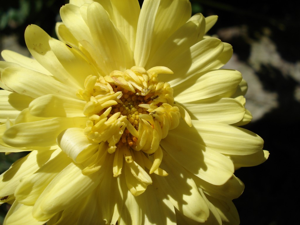 Fonds d'cran Nature Fleurs COEUR DE FLEUE