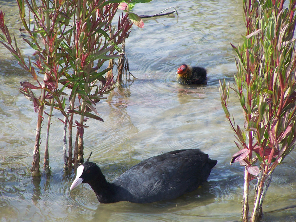 Wallpapers Animals Birds - Ducks la maman et son bb