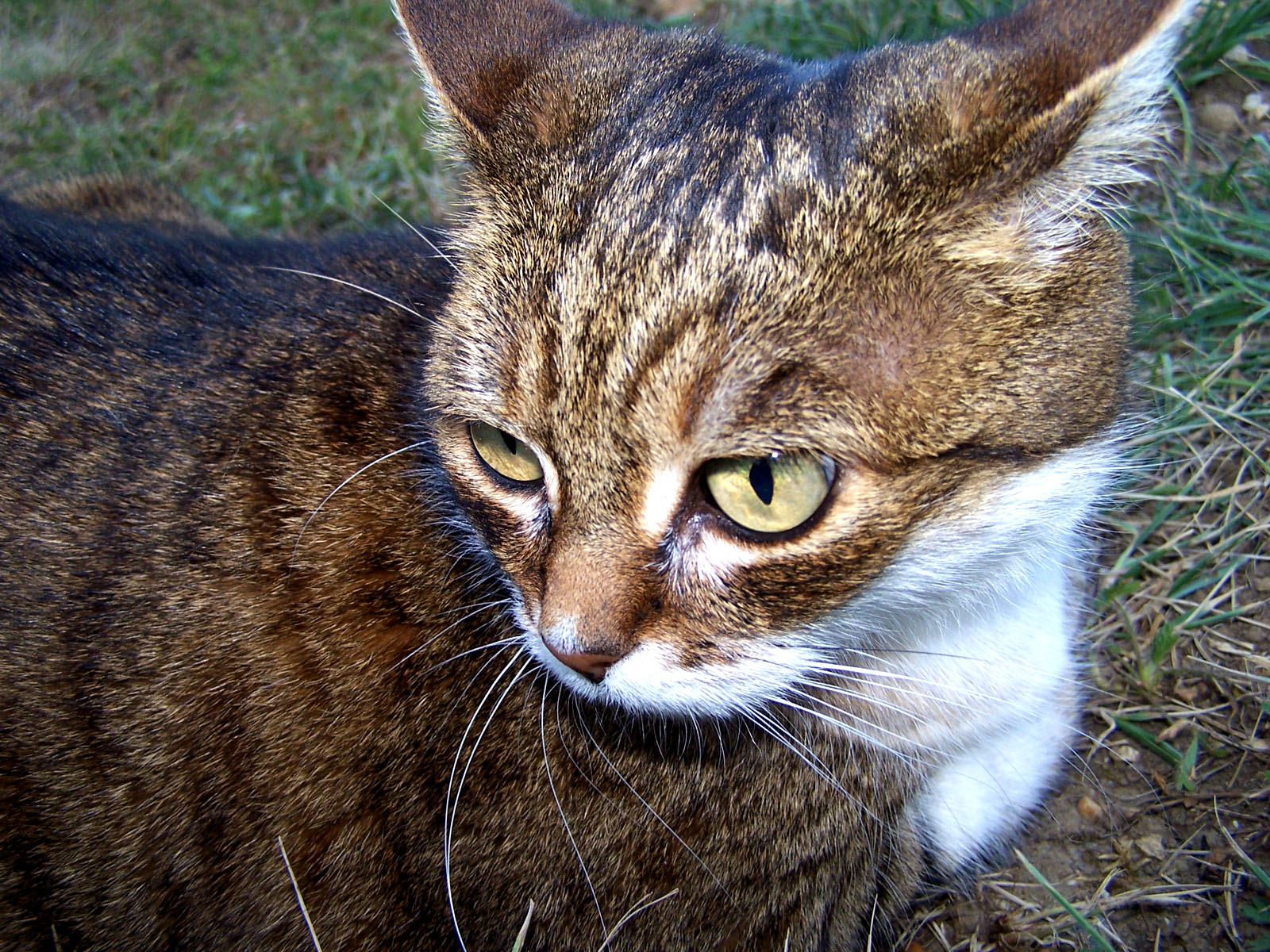 Fonds d'cran Animaux Chats - Chatons ta-ta dans tte sa splendeur