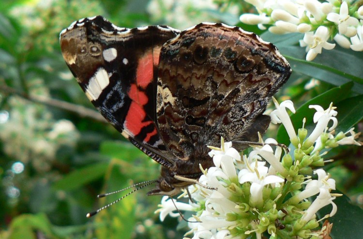 Wallpapers Animals Insects - Butterflies Les ailes du vulcain