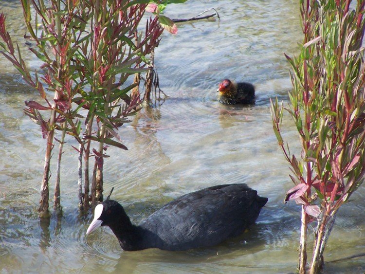 Wallpapers Animals Birds - Ducks la maman et son bb