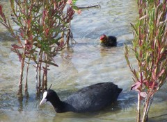 Wallpapers Animals la maman et son bb