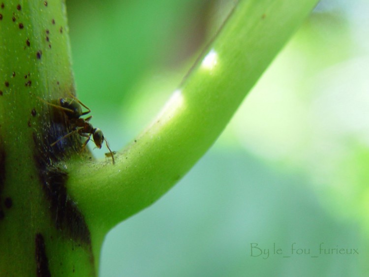 Fonds d'cran Animaux Insectes - Fourmis Une fourmi