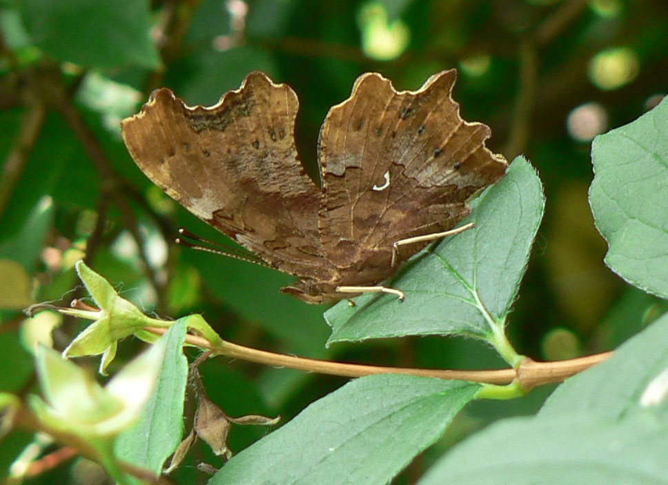 Wallpapers Animals Insects - Butterflies Gamma