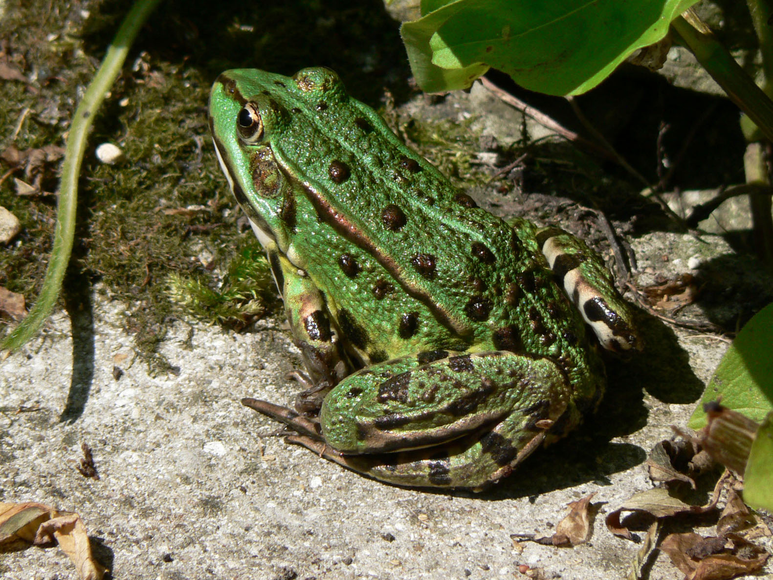 Wallpapers Animals Frogs - Toads 