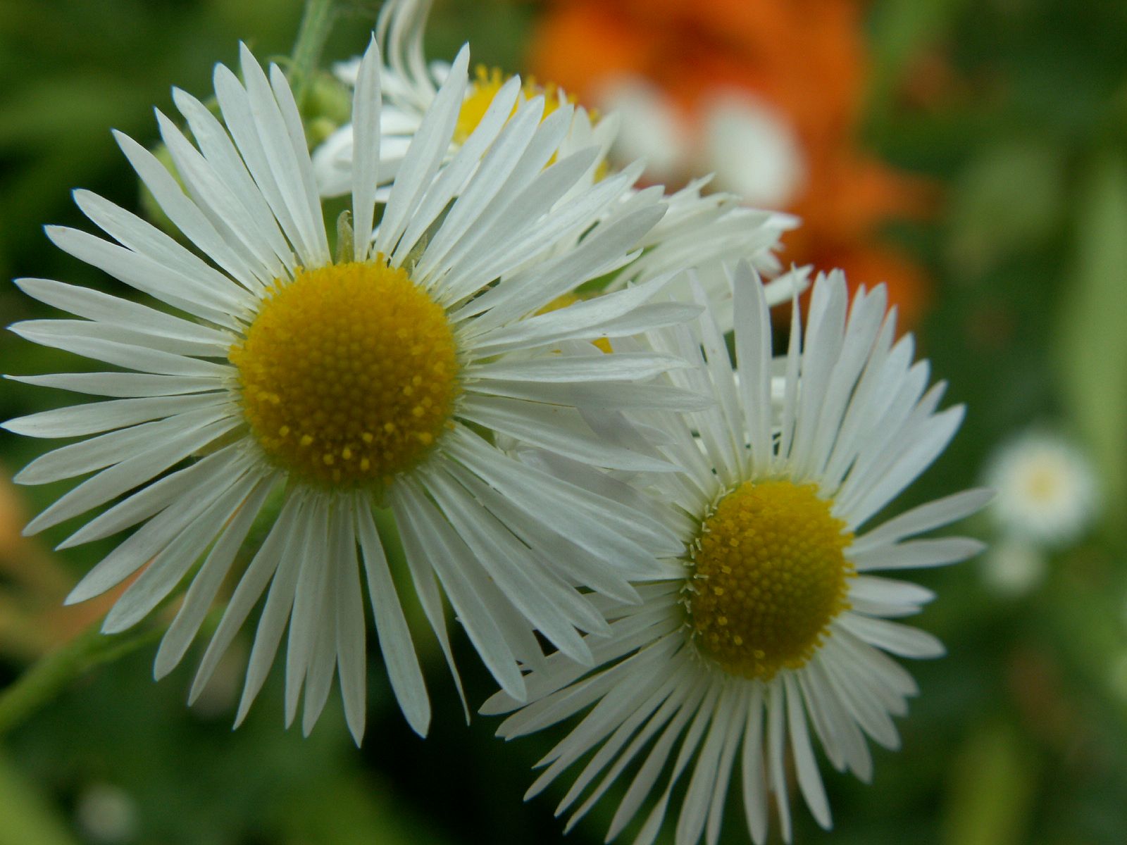 Fonds d'cran Nature Fleurs Paquerettes