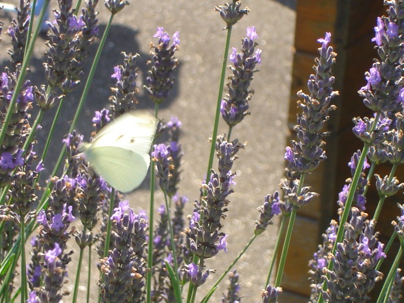 Fonds d'cran Animaux Insectes - Papillons Papillon