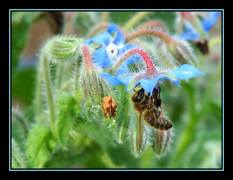 Fonds d'cran Animaux Insectes - Abeilles Gupes ... Abeille