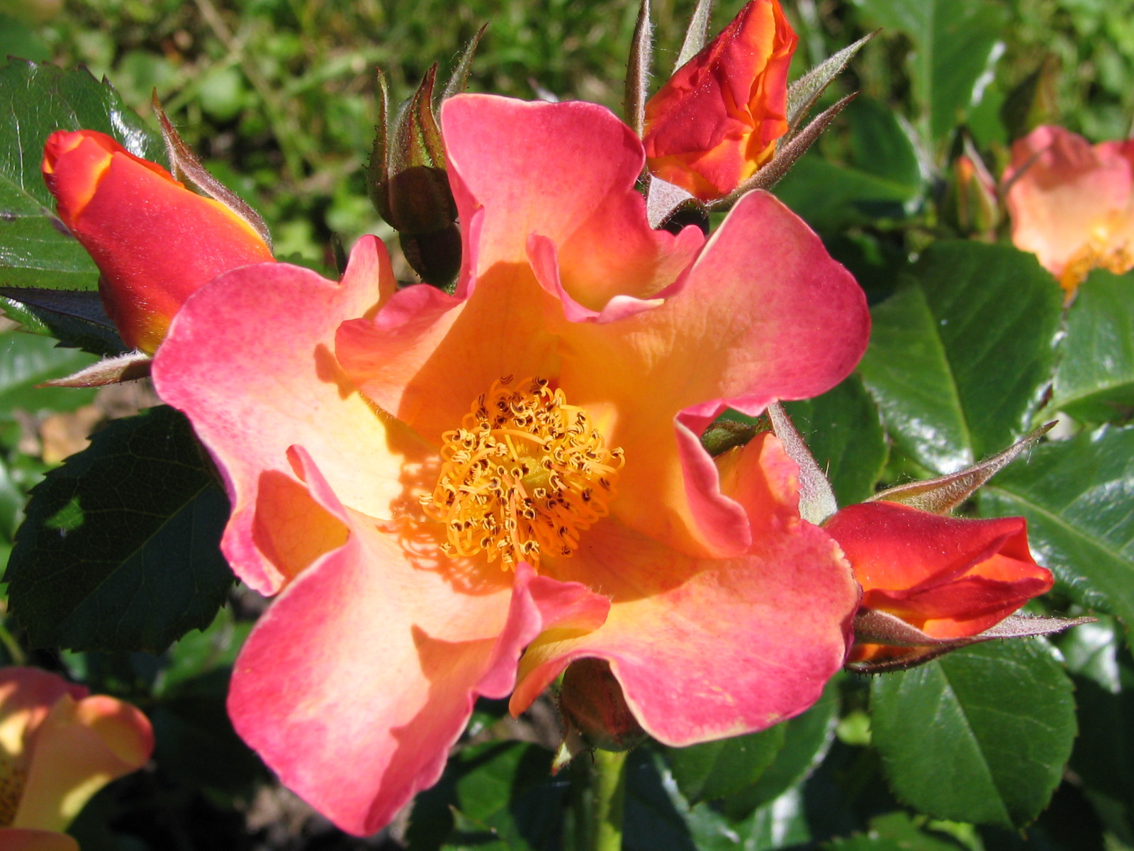 Fonds d'cran Nature Fleurs ROSERAIE DE SAVERNE