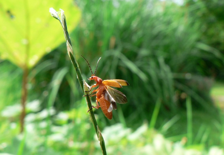 Fonds d'cran Animaux Insectes - Divers Envol