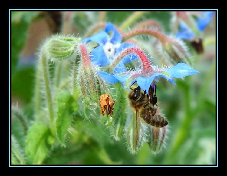 Fonds d'cran Animaux Insectes - Abeilles Gupes ... Abeille