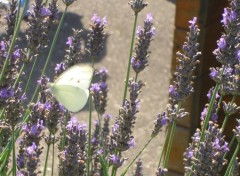 Fonds d'cran Animaux Papillon