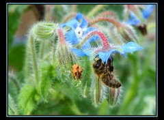 Fonds d'cran Animaux Abeille