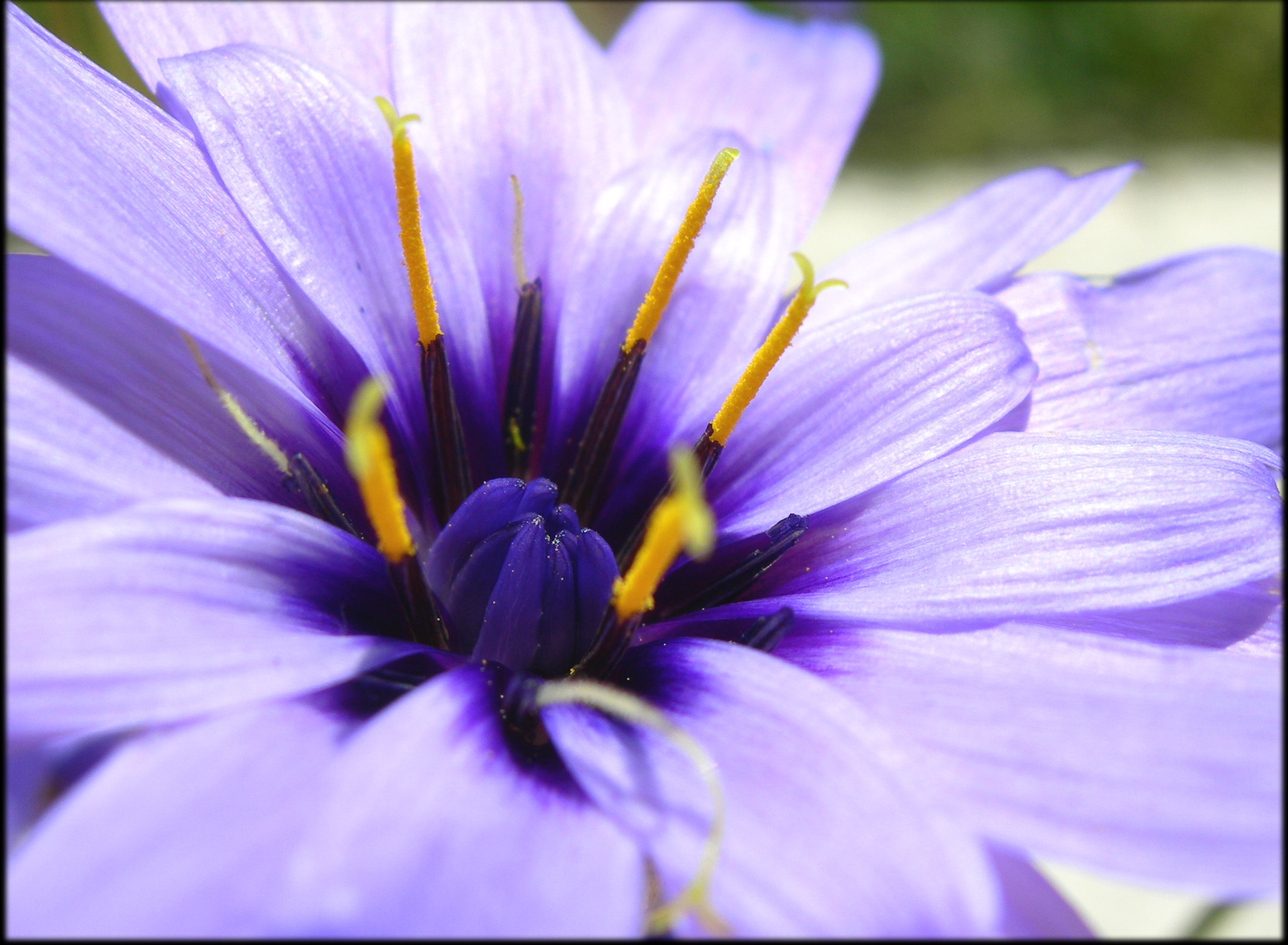 Fonds d'cran Nature Fleurs 