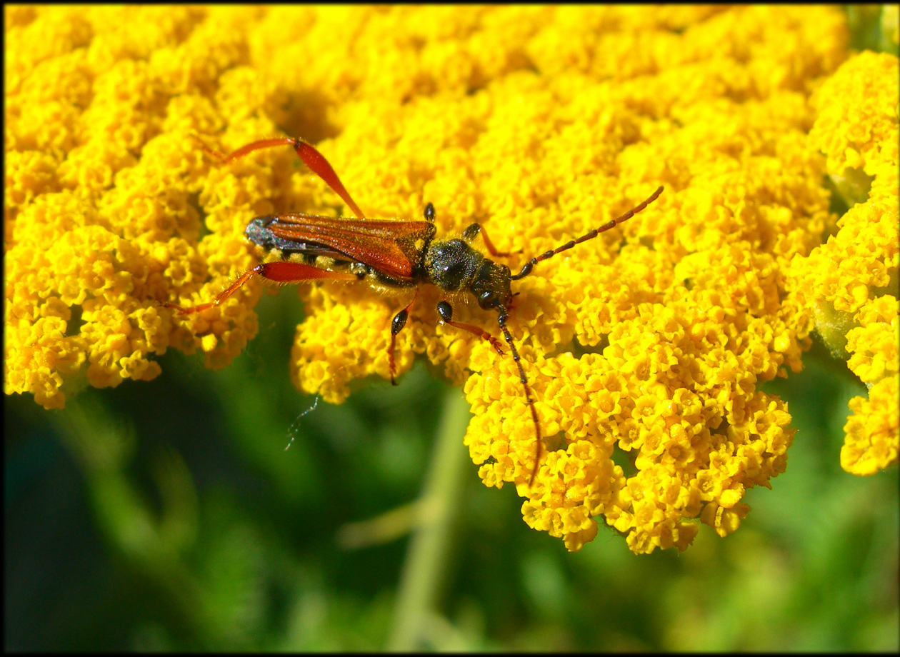 Fonds d'cran Animaux Insectes - Divers 