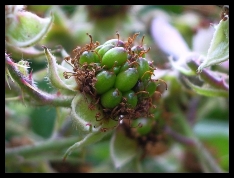 Wallpapers Nature Fruits mure