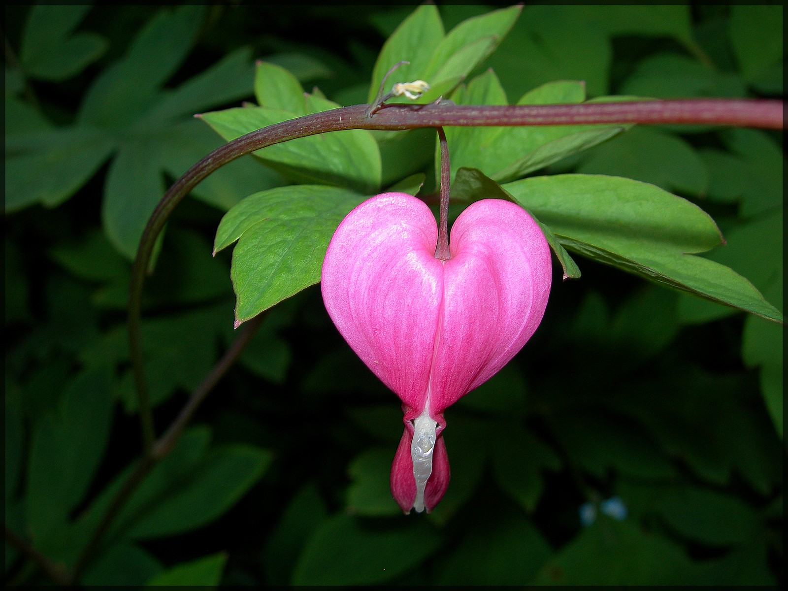 Wallpapers Nature Flowers Coeur de marie