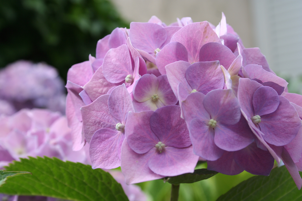 Wallpapers Nature Flowers hortensia