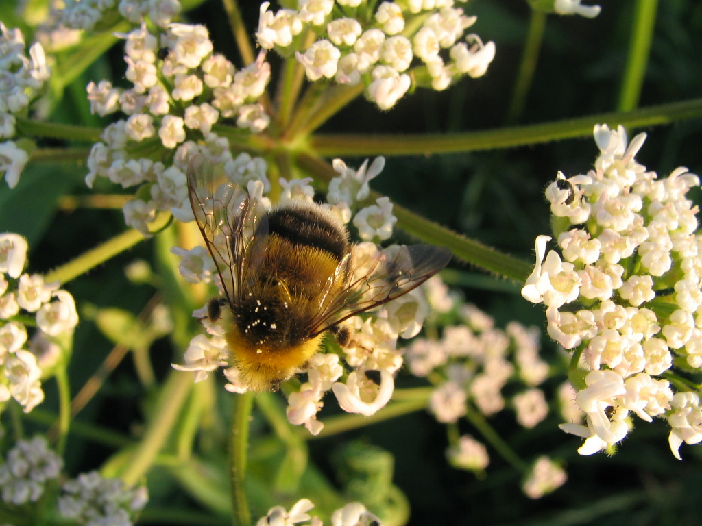 Fonds d'cran Animaux Insectes - Abeilles Gupes ... 