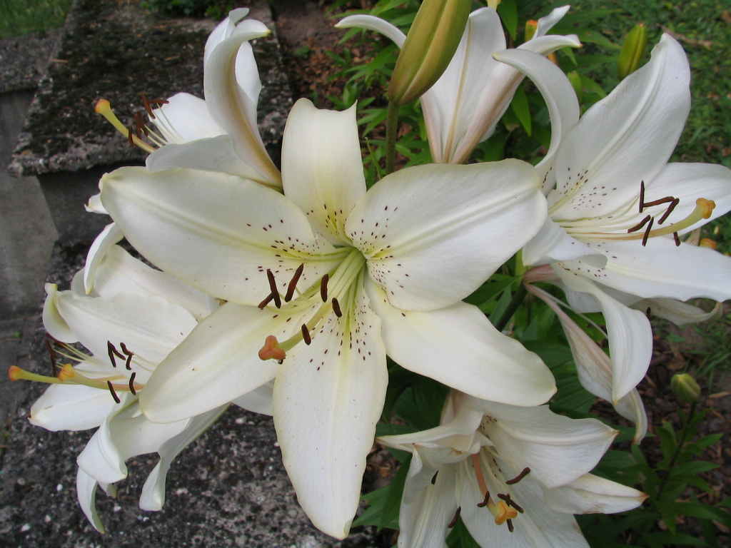 Fonds d'cran Nature Fleurs 