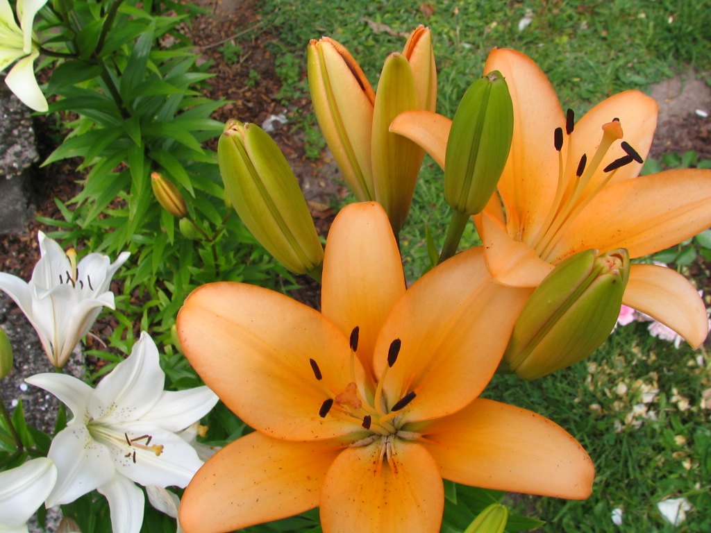 Fonds d'cran Nature Fleurs 