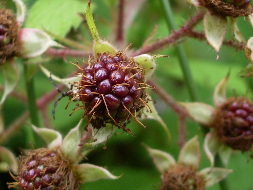 Wallpapers Nature Fruits mure