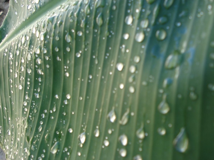 Fonds d'cran Nature Plantes - Arbustes FEUILLE DE BANANIER