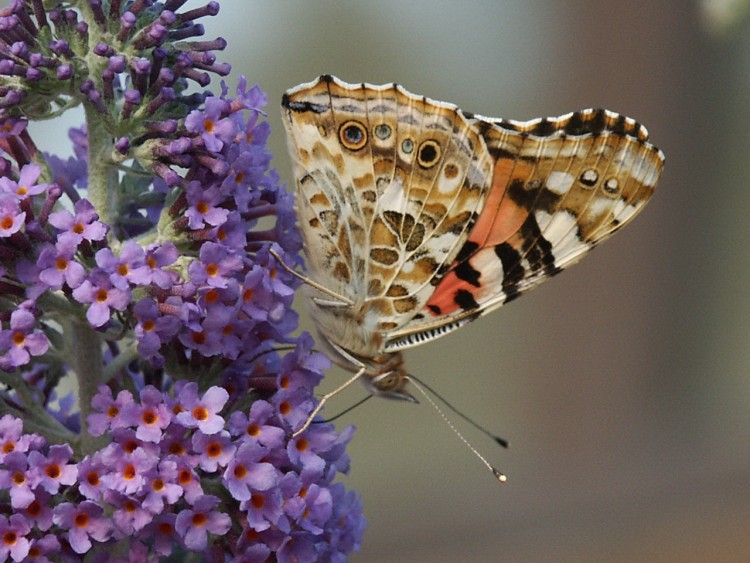 Fonds d'cran Animaux Insectes - Papillons Papillons mayenne t 2006