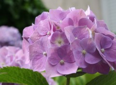 Fonds d'cran Nature hortensia