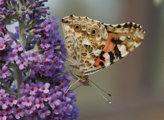 Fonds d'cran Animaux Papillons mayenne t 2006