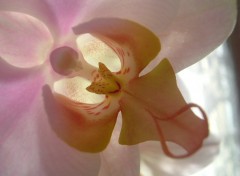 Wallpapers Nature Coeur d'Orchide