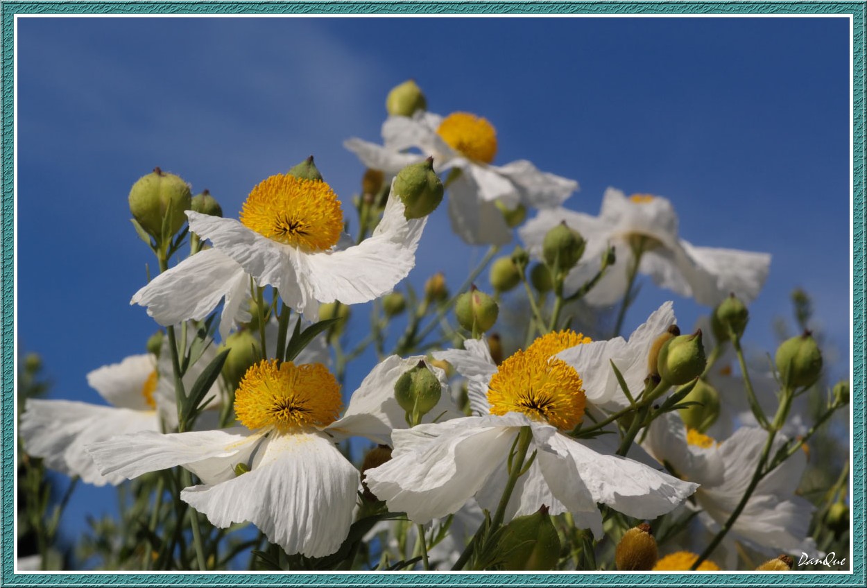 Fonds d'cran Nature Fleurs L'Ile de beaut