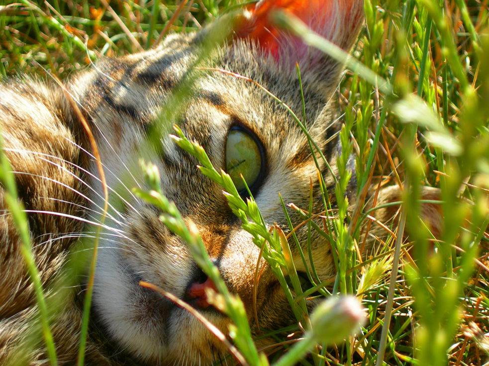 Fonds d'cran Animaux Chats - Chatons Plume